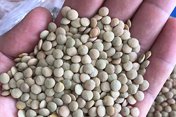 bean-seeds