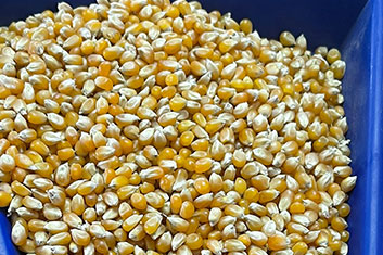 corns-seeds