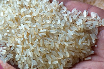 jasmine-rice-seeds