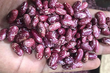 red-bean-seeds