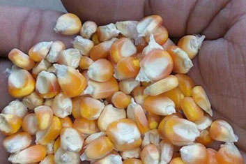 yellow-corns-seeds